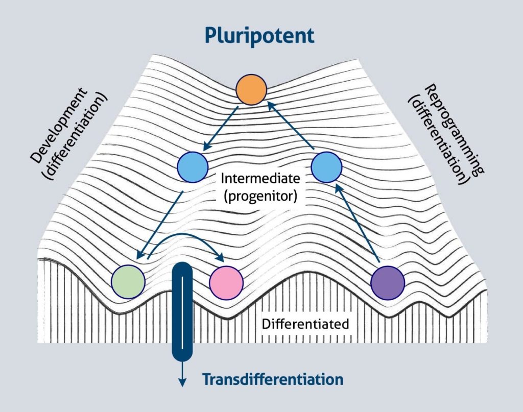 La vida, la IA y las&nbsp;canicas